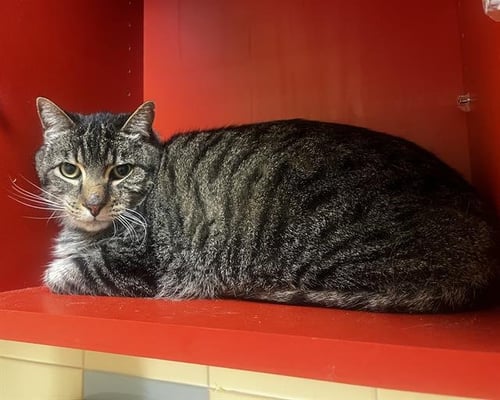 CHICO - Domestic Short Hair for adoption in Lakewood