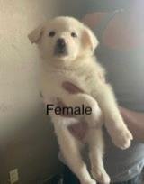 MAYE - Siberian Husky available for adoption