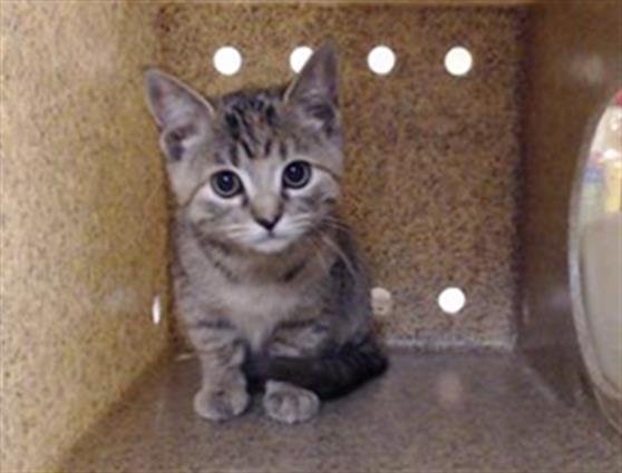 MC SQUARED - Domestic Short Hair available for adoption