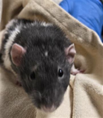 DUMPY - Rat available for adoption