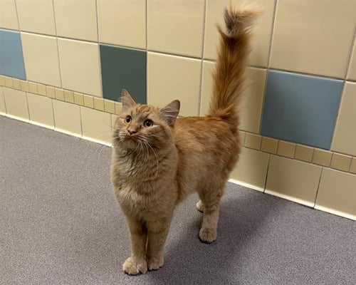 CARAMEL MITTENS - Domestic Medium Hair available for adoption
