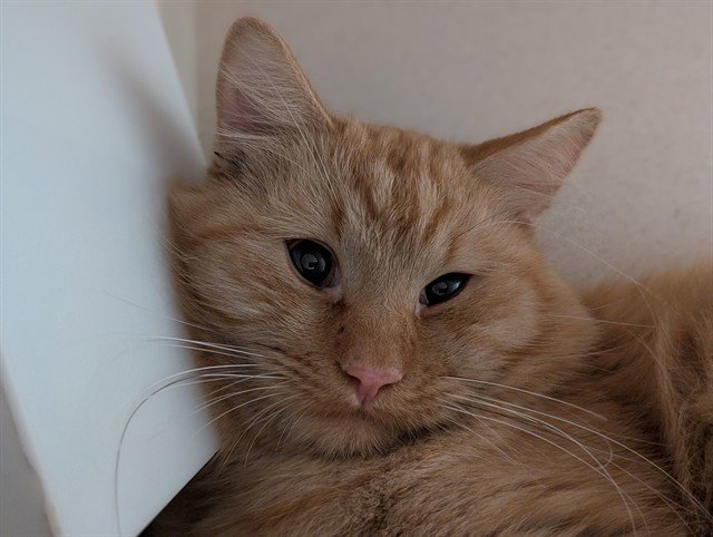 CARAMEL MITTENS Image
