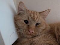 CARAMEL MITTENS - Photo 1