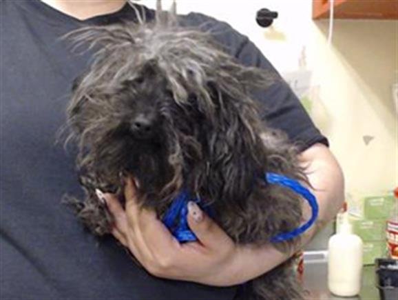 LADY - Maltese / Poodle (Miniature) available for adoption