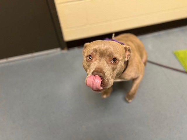 CINDY LOU WHO - American Pit Bull Terrier / English Bulldog available for adoption