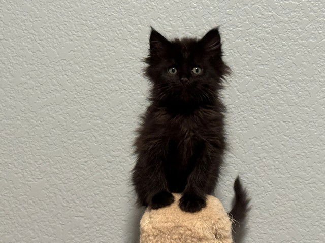 MIDNIGHT - Domestic Short Hair available for adoption