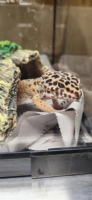 TREECKO - Lizard available for adoption