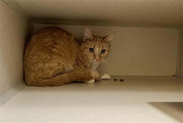 LILLY - Domestic Short Hair available for adoption