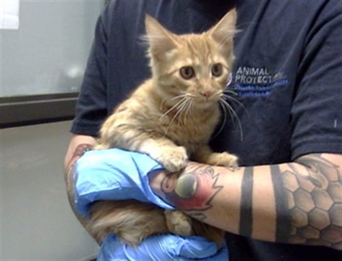 BUD - Domestic Short Hair for adoption in Westminster