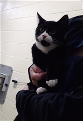 PIPER - Domestic Short Hair available for adoption