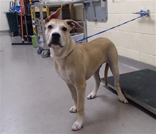 HUNGRY DAVE - Pit Bull Terrier for adoption in Lakewood