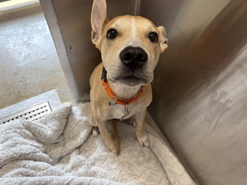 HUNGRY DAVE - Pit Bull Terrier available for adoption