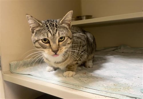 MINX - Domestic Short Hair available for adoption