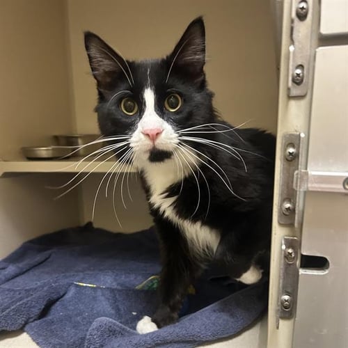 FREDDIE - Domestic Medium Hair available for adoption