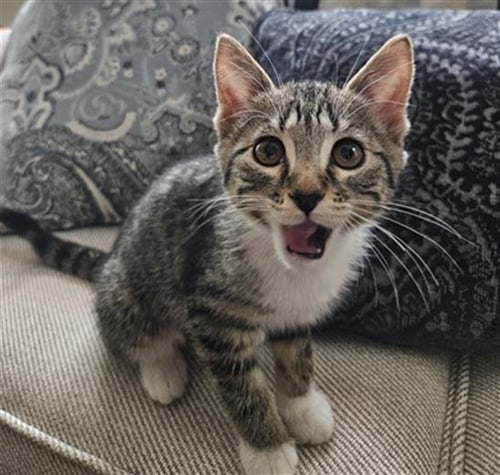 SIGGY - Domestic Short Hair available for adoption