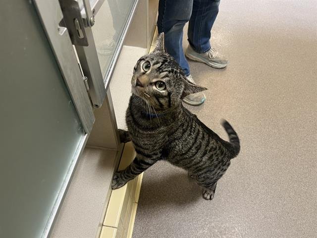 GUS - Domestic Short Hair available for adoption