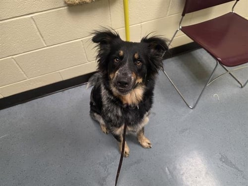 FLASHCARD - Australian Shepherd available for adoption