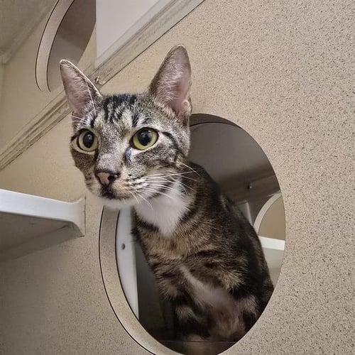 AHRI - Domestic Short Hair available for adoption