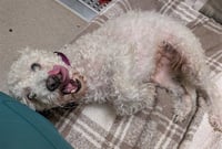 1ST MATE  BELLY RUBS - Photo 1