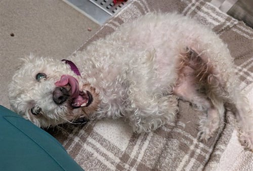1ST MATE  BELLY RUBS - Poodle (Miniature) available for adoption