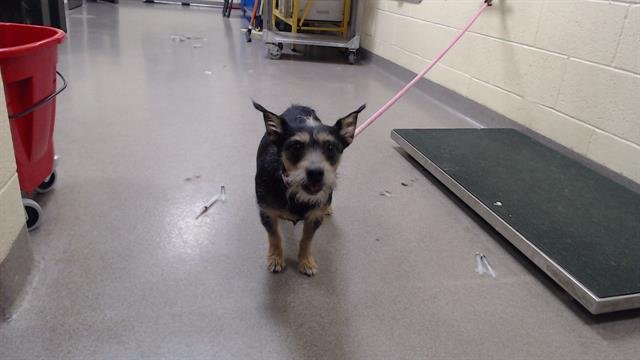 LUNA - Miniature Schnauzer available for adoption