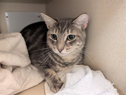 MOOMOO - Domestic Short Hair available for adoption