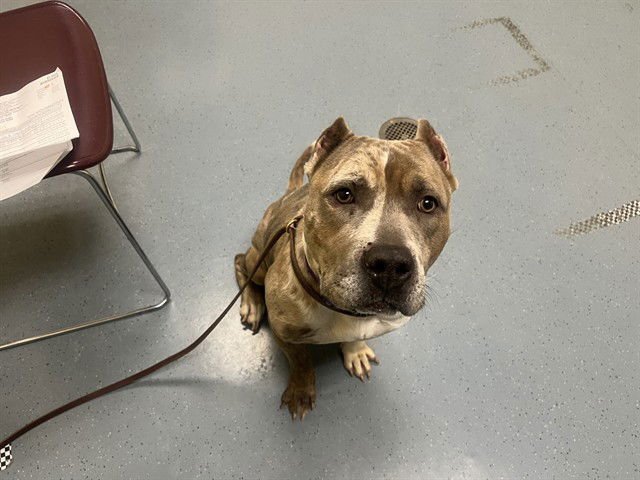 MAGIC - American Pit Bull Terrier available for adoption