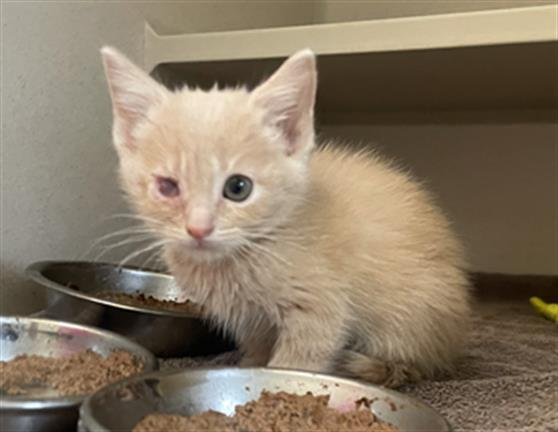 PESO - Domestic Short Hair available for adoption