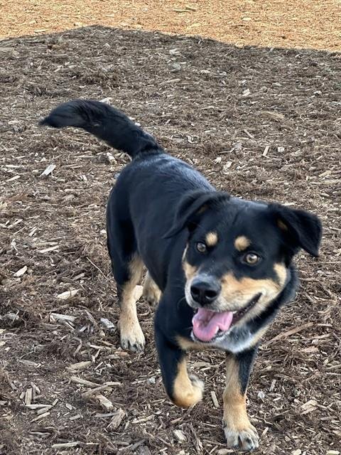 DUKE - Cardigan Welsh Corgi available for adoption
