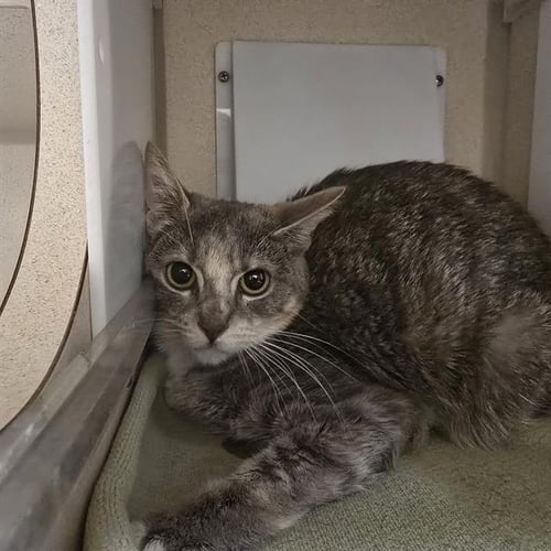 BRITNEY - Domestic Short Hair available for adoption