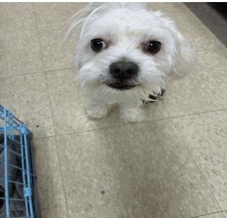 SCOTTY - Maltese available for adoption