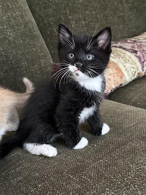 BERT - Domestic Short Hair available for adoption