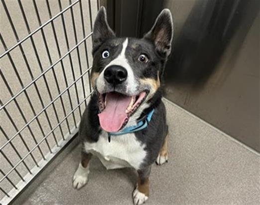 ATLAS - Siberian Husky available for adoption