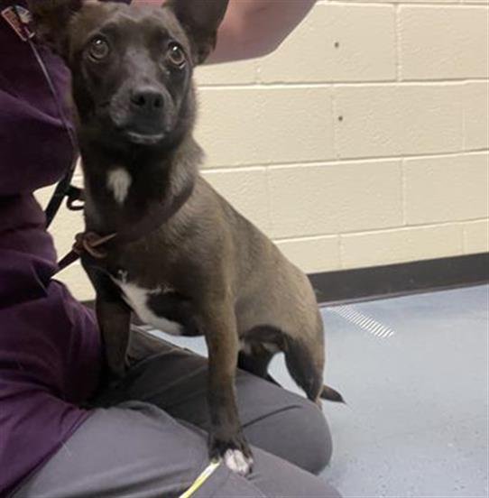 TOTO - Chihuahua available for adoption