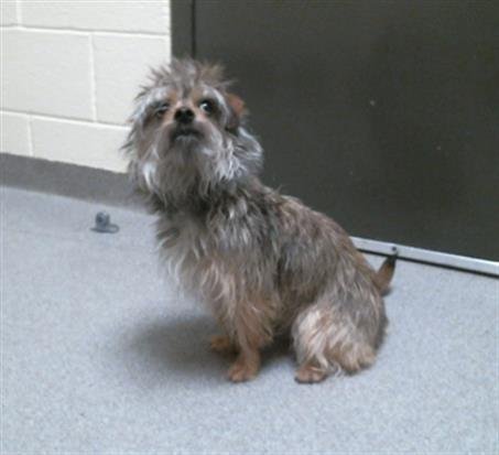 RAMOS - Yorkshire Terrier Yorkie available for adoption