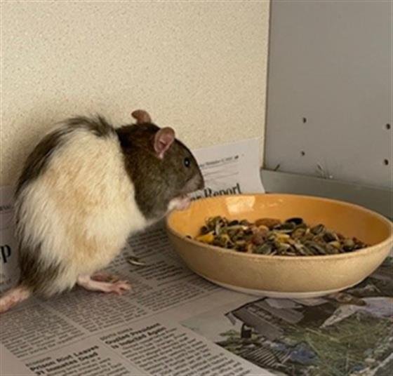 RAMEN - Rat available for adoption