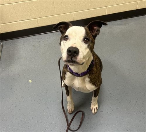 GUMBO - American Pit Bull Terrier available for adoption