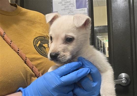 BOBBIE - Chow Chow available for adoption