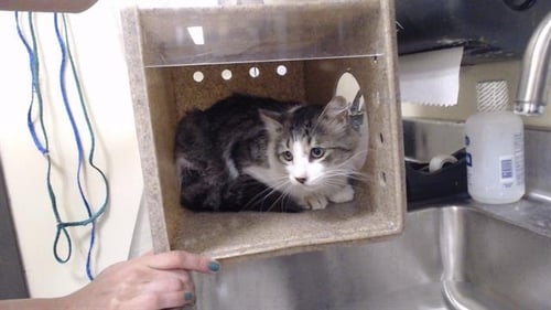 WHISKONS - Domestic Medium Hair for adoption in Denver