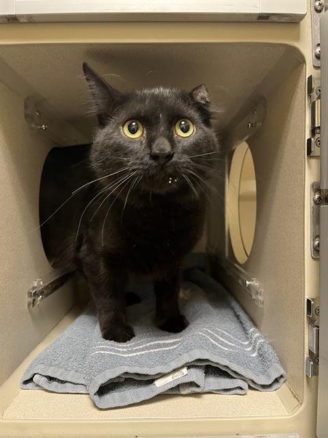 SORA - Domestic Medium Hair available for adoption