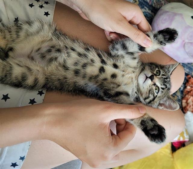 OAKLEY - Domestic Short Hair available for adoption