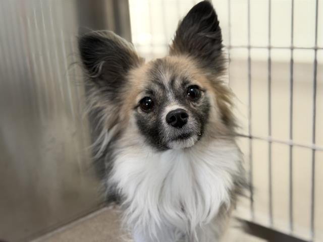 NUGGET - Papillon available for adoption