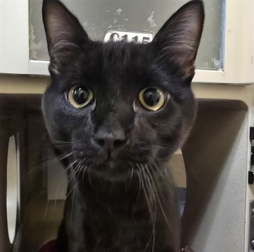 DANNI - Domestic Short Hair available for adoption