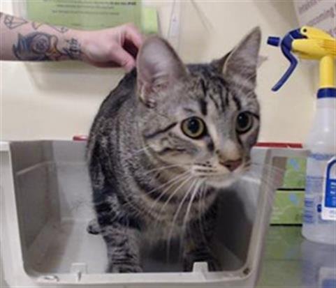 SMOKE - Domestic Short Hair available for adoption