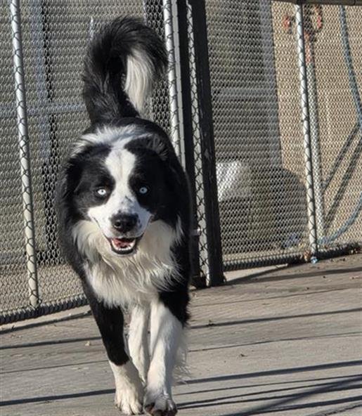 JAY - Border Collie available for adoption