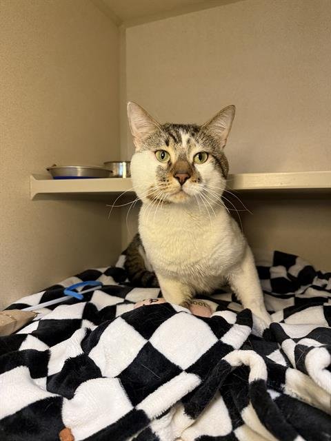 HARRY STYLES - Domestic Short Hair available for adoption