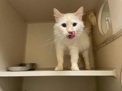 PRINCESS PEACH - Domestic Medium Hair for adoption in Westminster