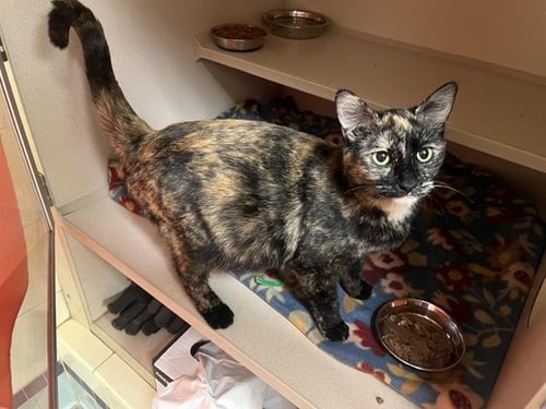 ABITHA - Domestic Short Hair available for adoption