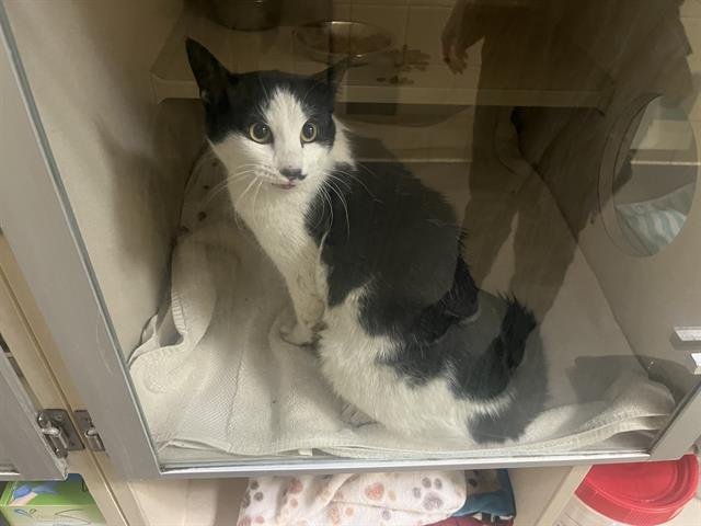 BUTTER PECAN - Domestic Short Hair available for adoption