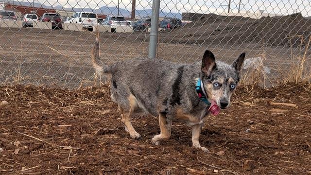 FALCON - Australian Cattle Dog/Blue Heeler available for adoption
